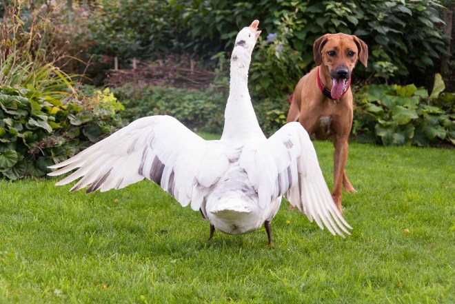 Karoo &amp; Fideel (11 van 17)