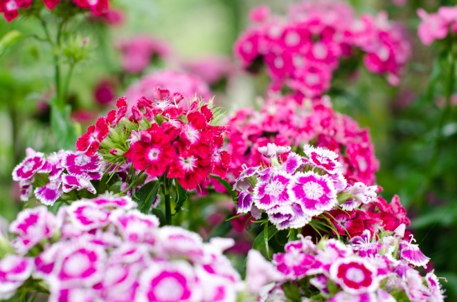 veltecotuin_hilde-1-21