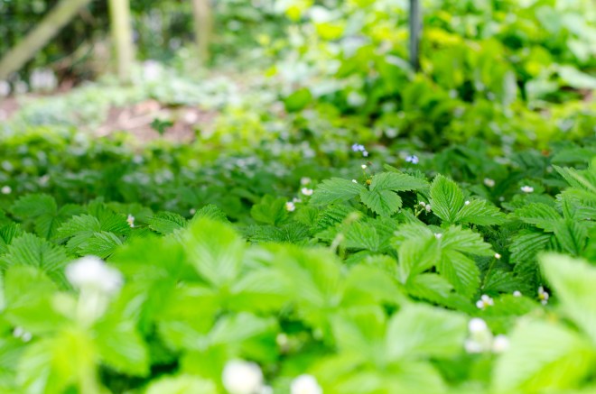 veltecotuin_hilde-1-14