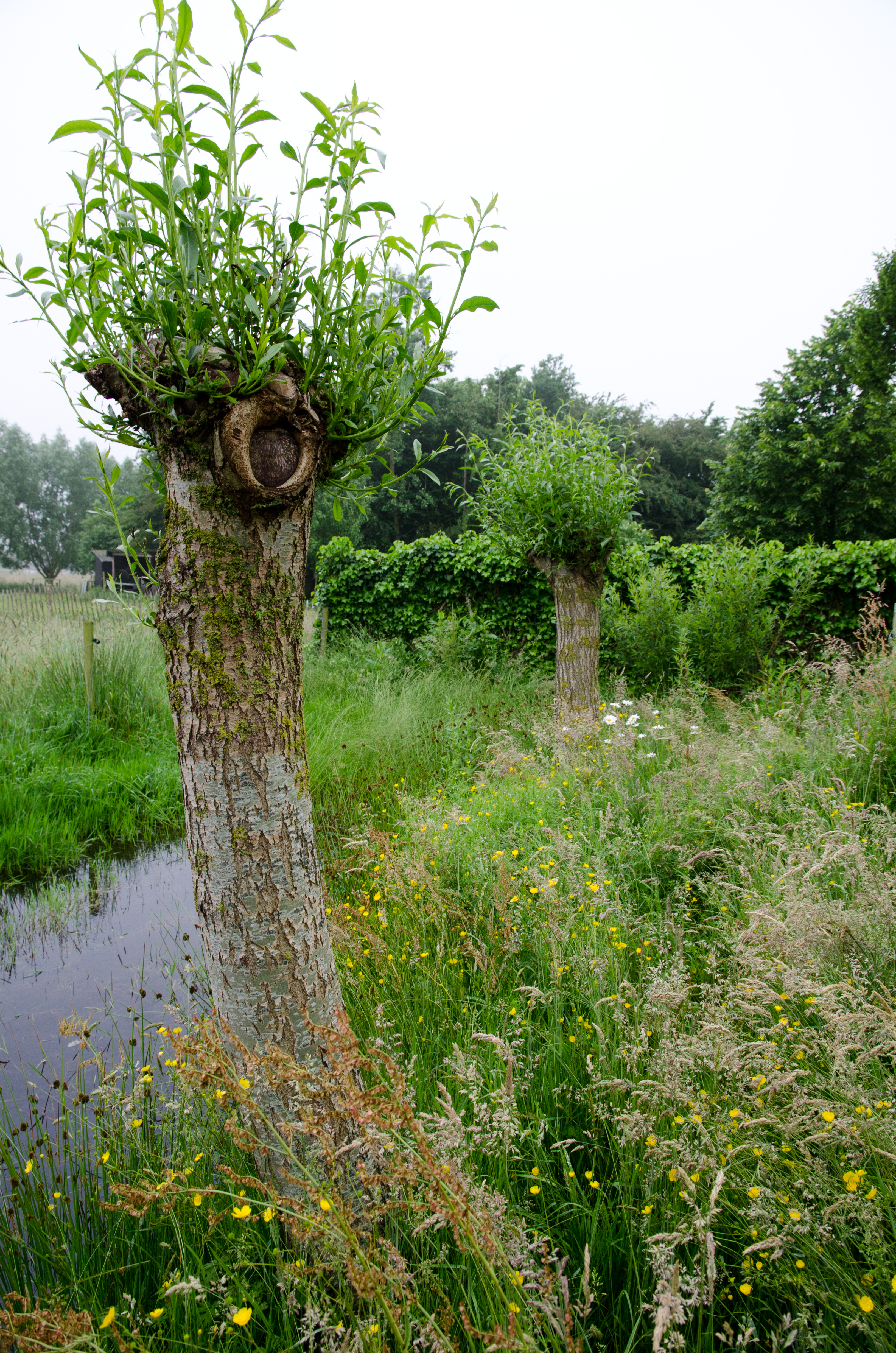 veltecotuin_hilde-1-53