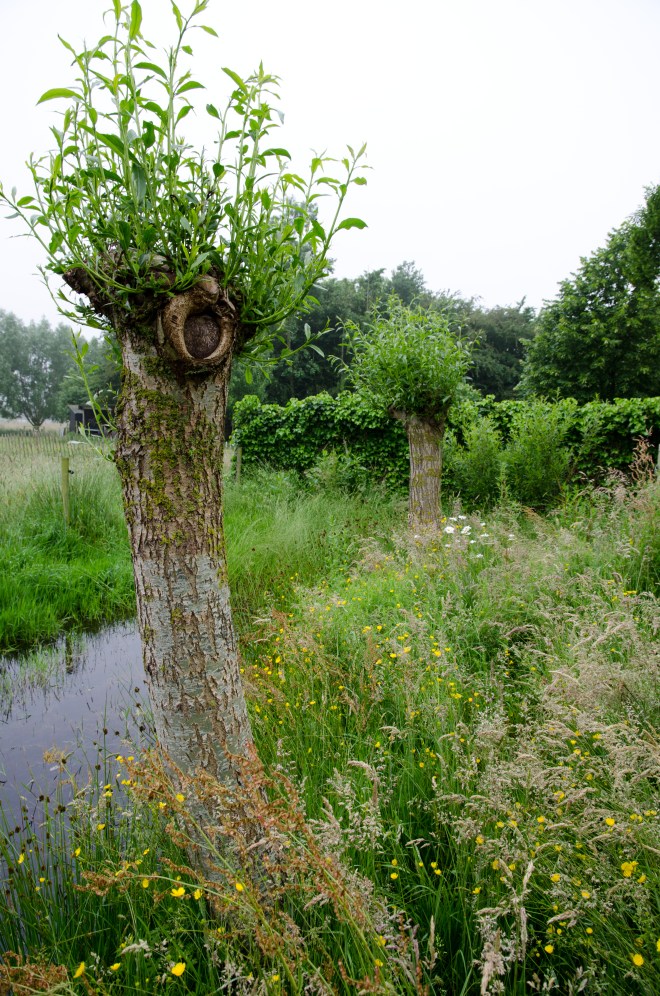 veltecotuin_hilde-1-53