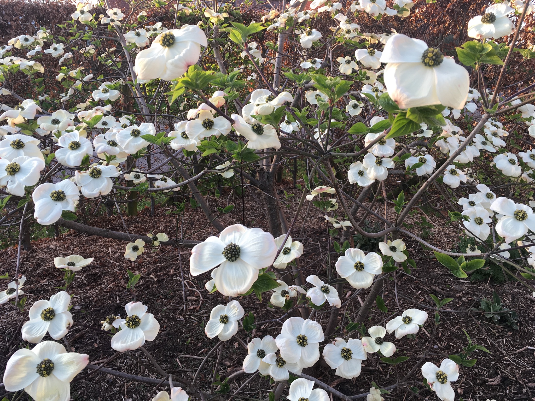 41015123-51B0-4ACA-8611-8DFE8C0FDD19