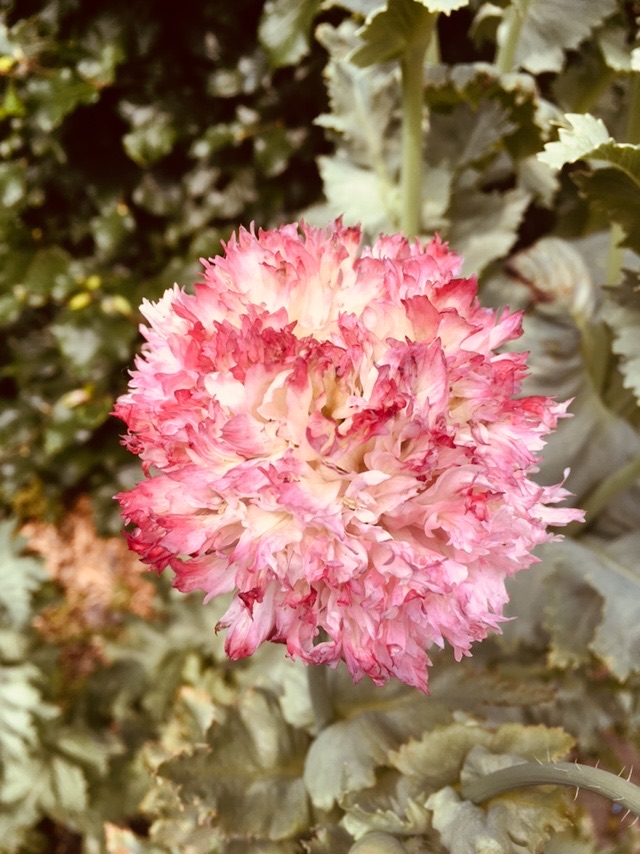 60BD623A-80B5-498C-83DF-36AAE27357E2