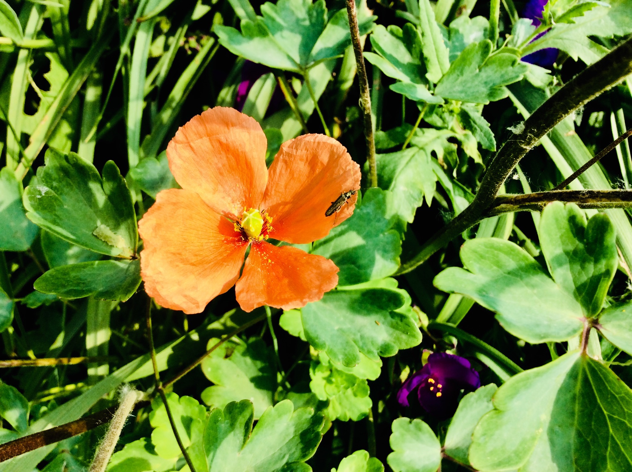 686DE15D-9994-4095-9862-4F24DE47BC9A