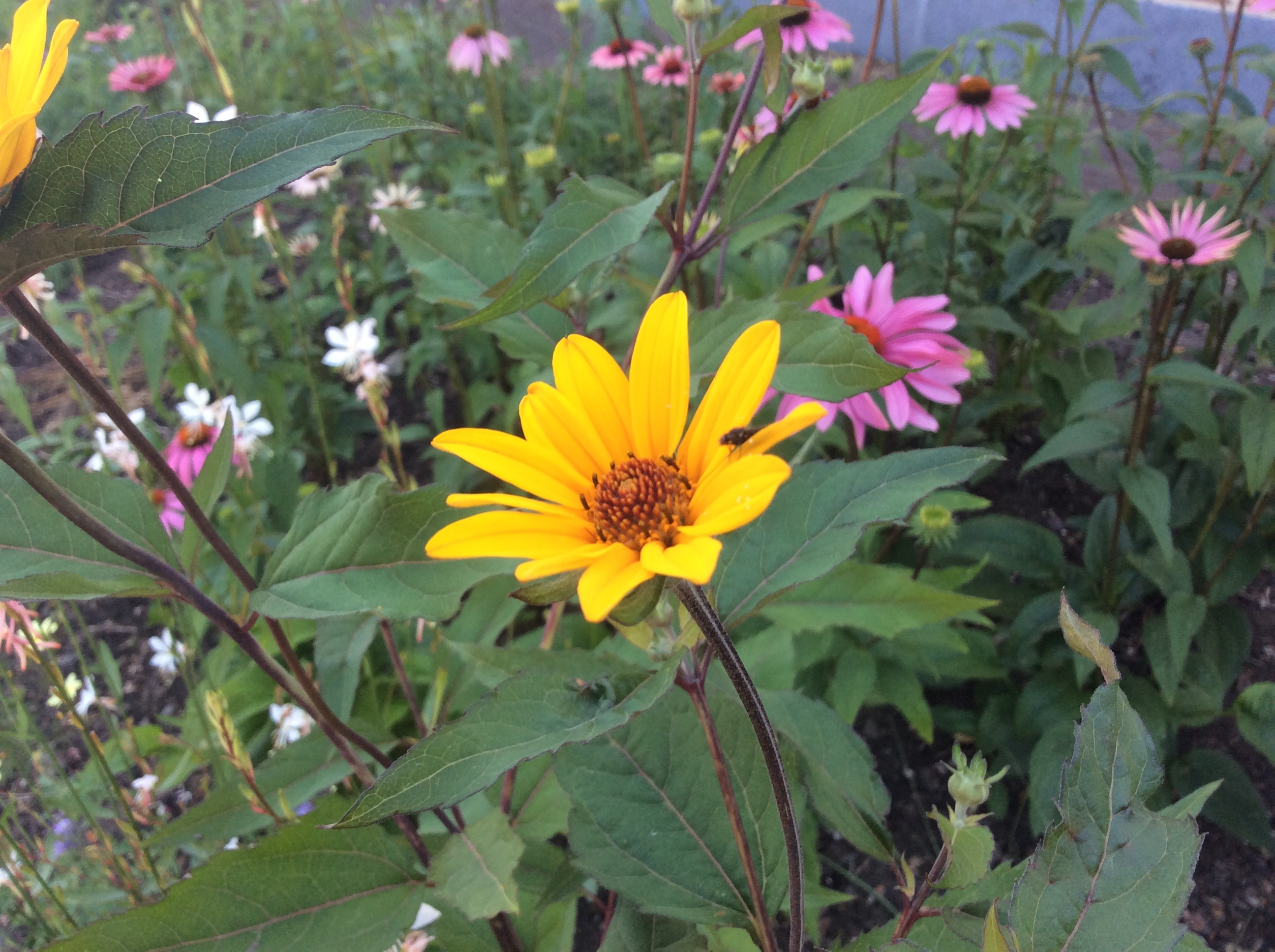 65C6638F-6356-452C-99E7-903731E0DFF9