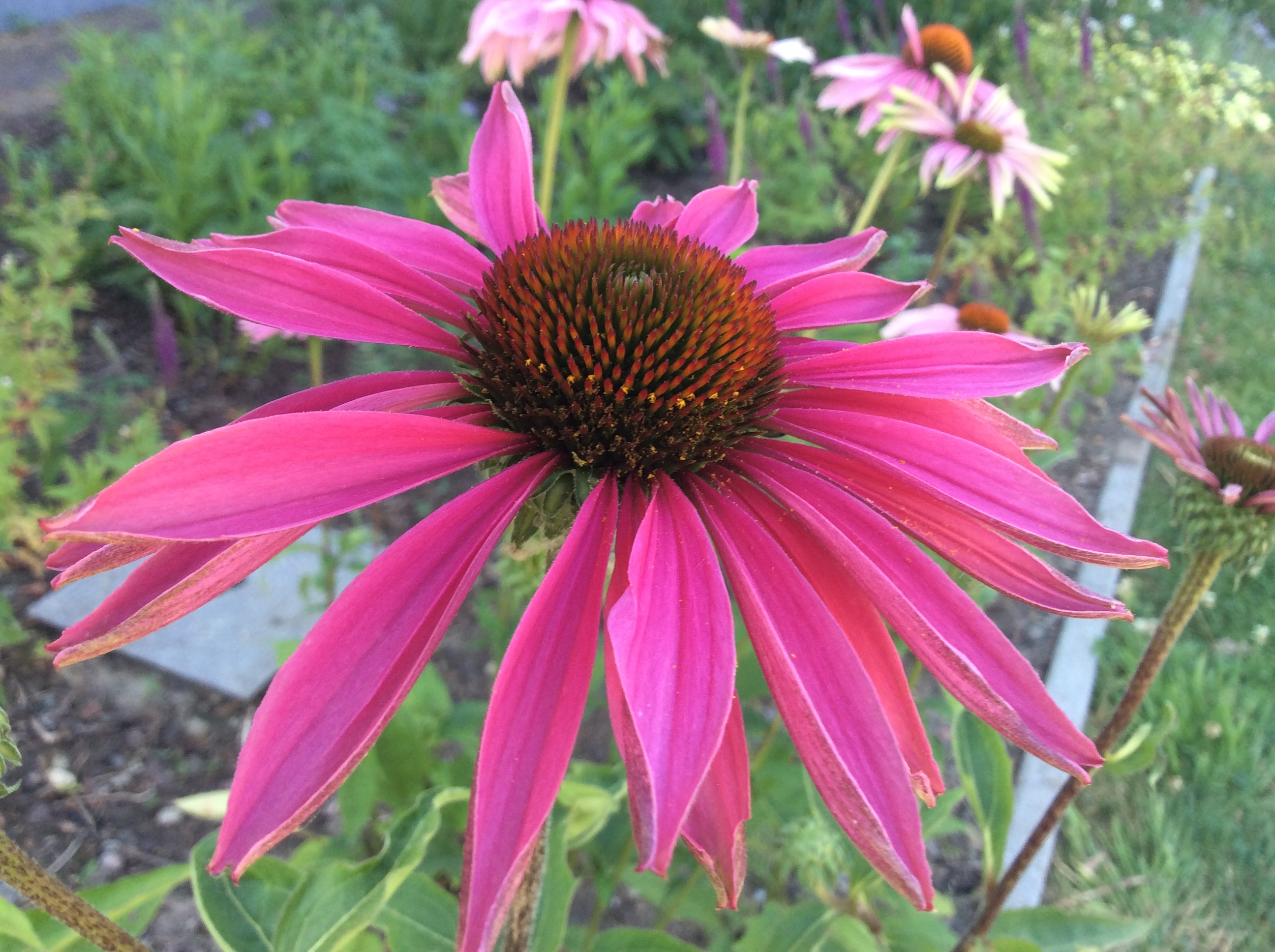 E2D3EB7B-19F7-411B-9BFD-72E485F31F0D