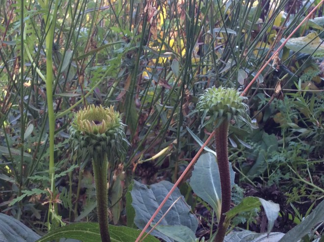 D3705313-0530-4CCC-B459-8DB16A376660