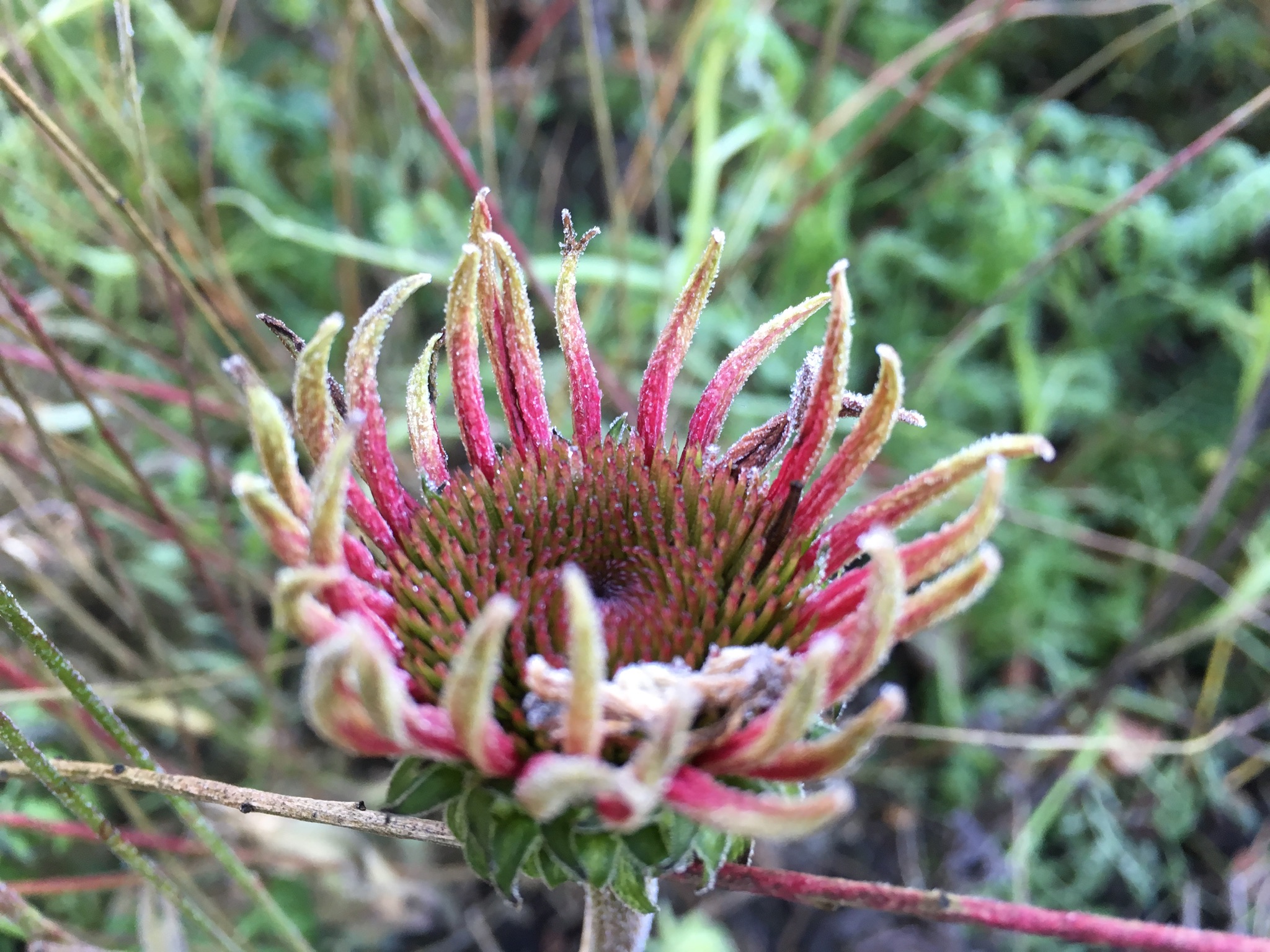 B0BF1F37-EA32-4CE0-8138-18B8D96F0C8F